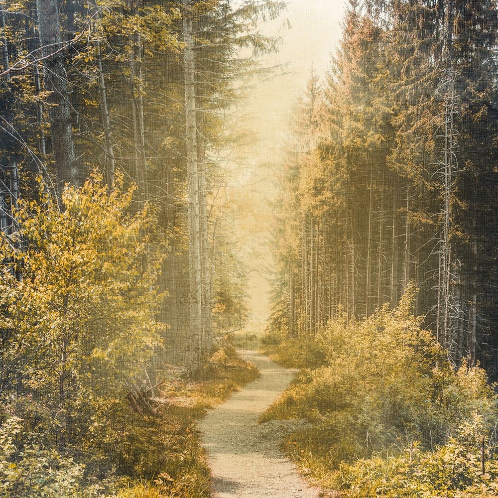 Golden Path art print by Ann Bailey for $57.95 CAD