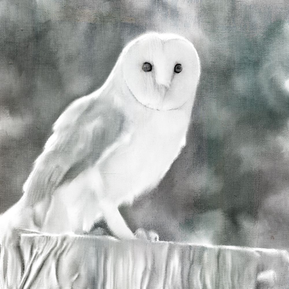 White Barn Owl art print by Ann Bailey for $57.95 CAD