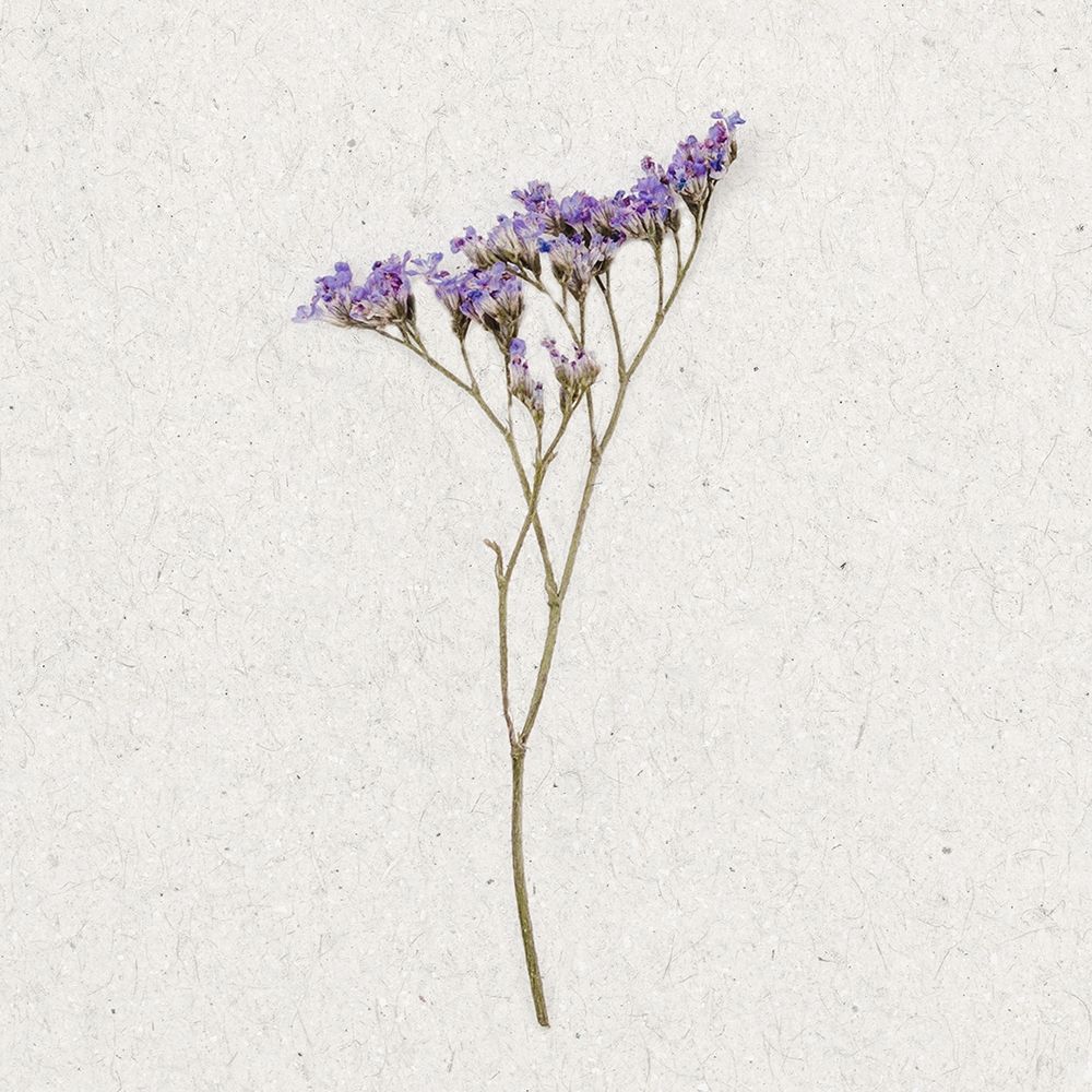 Dainty Purple 3 art print by Ann Bailey for $57.95 CAD