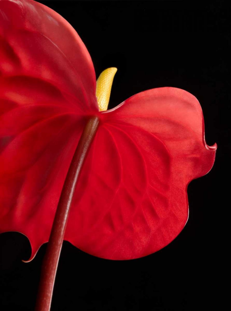 Anthurium 1 art print by Barry Seidman for $57.95 CAD