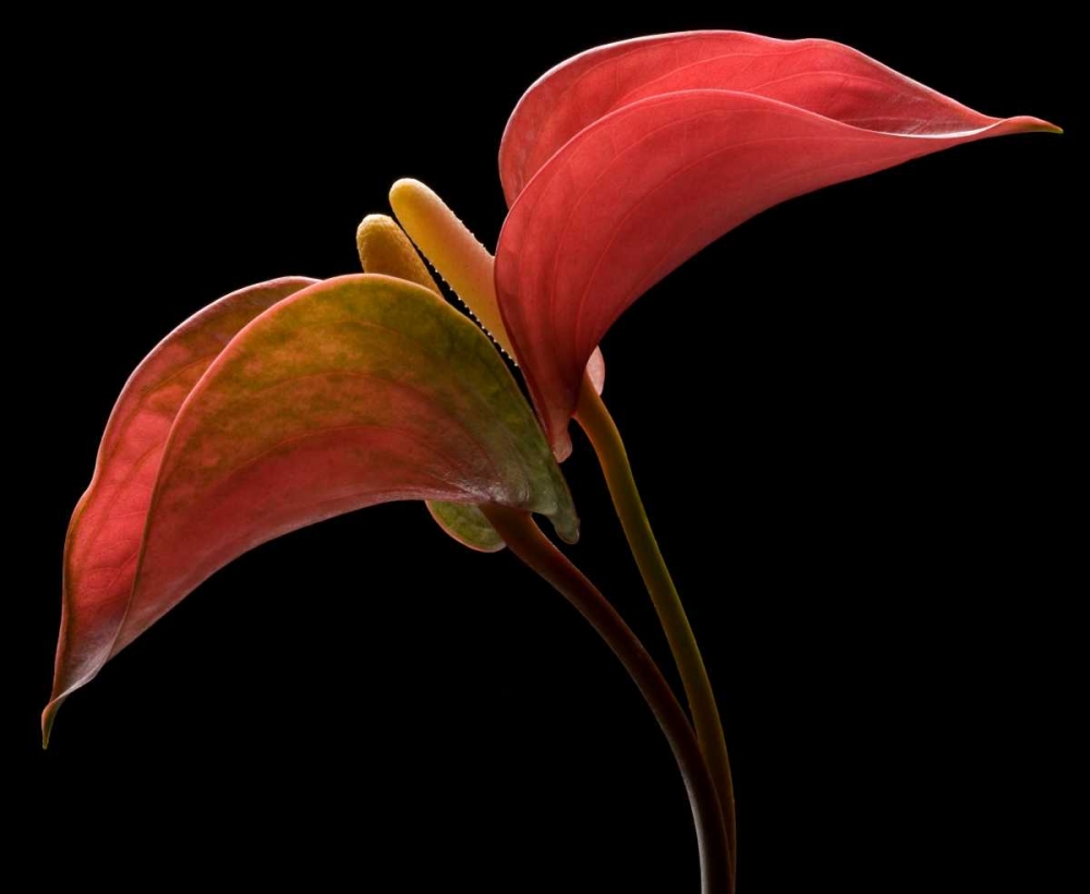 Anthurium 2 art print by Barry Seidman for $57.95 CAD