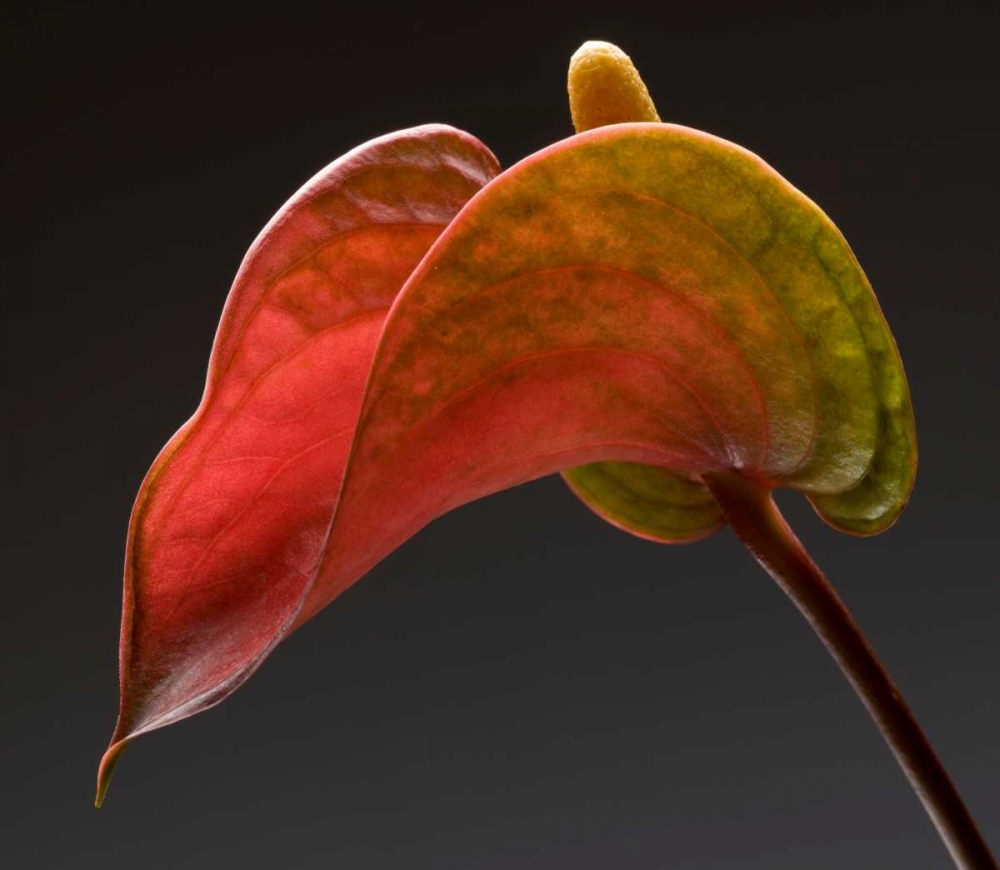 Anthurium 3 art print by Barry Seidman for $57.95 CAD
