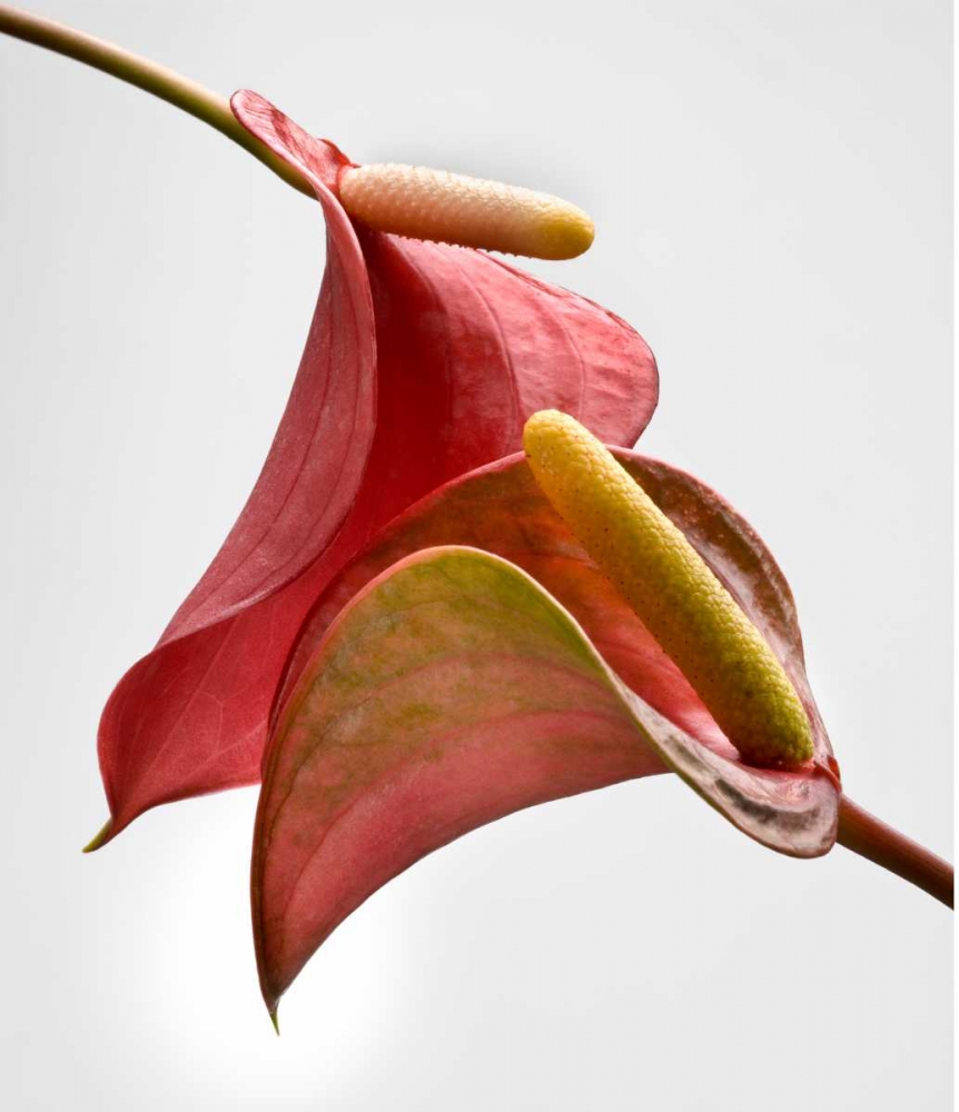 Anthurium 2 art print by Barry Seidman for $57.95 CAD