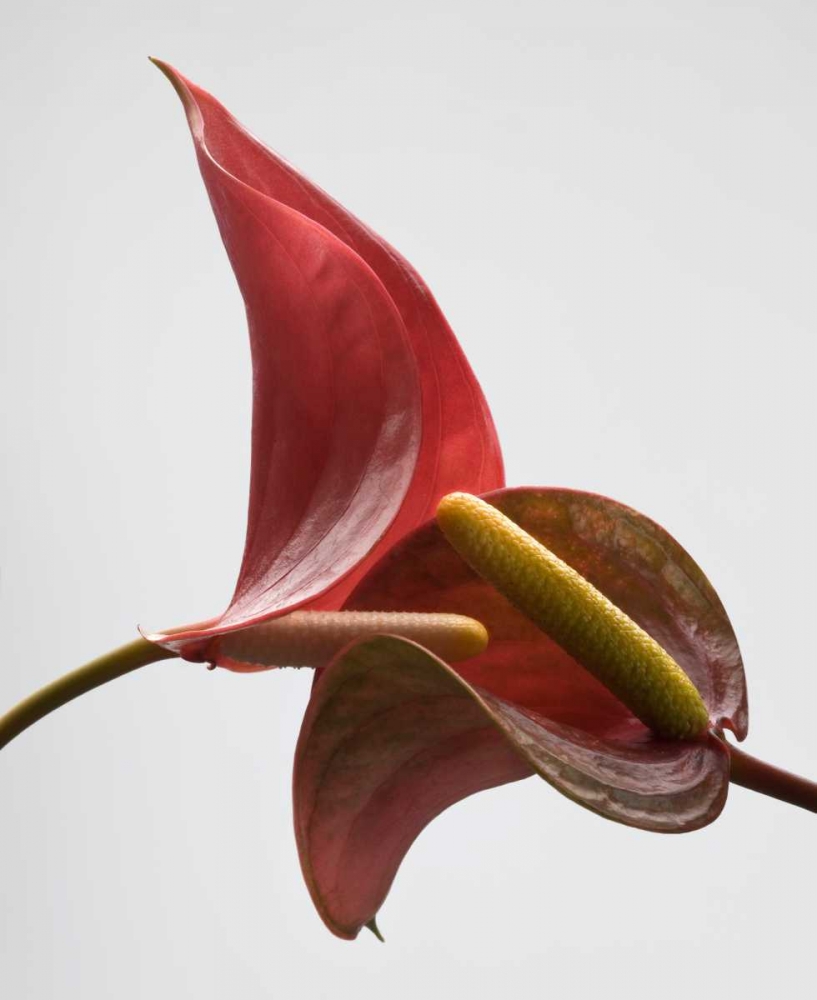 Anthurium 3 art print by Barry Seidman for $57.95 CAD