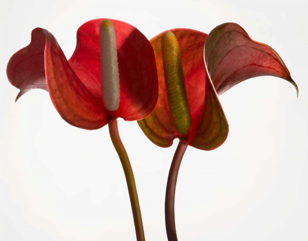 Anthurium 1 art print by Barry Seidman for $57.95 CAD