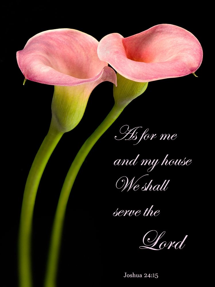 Joshua 24.15 Calla Lilies art print by Barry Seidman for $57.95 CAD