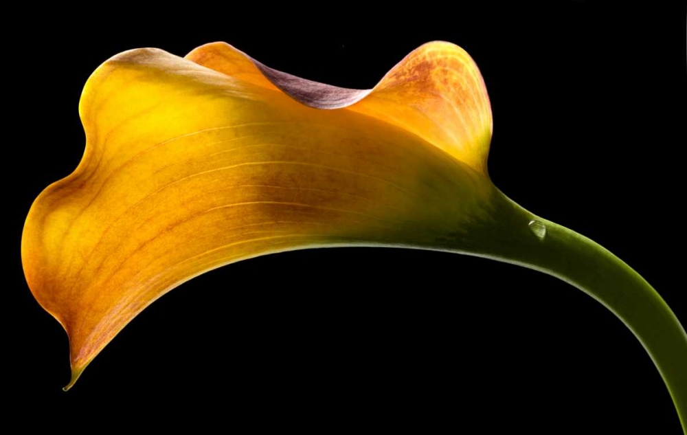 Mango Calla Lily art print by Barry Seidman for $57.95 CAD