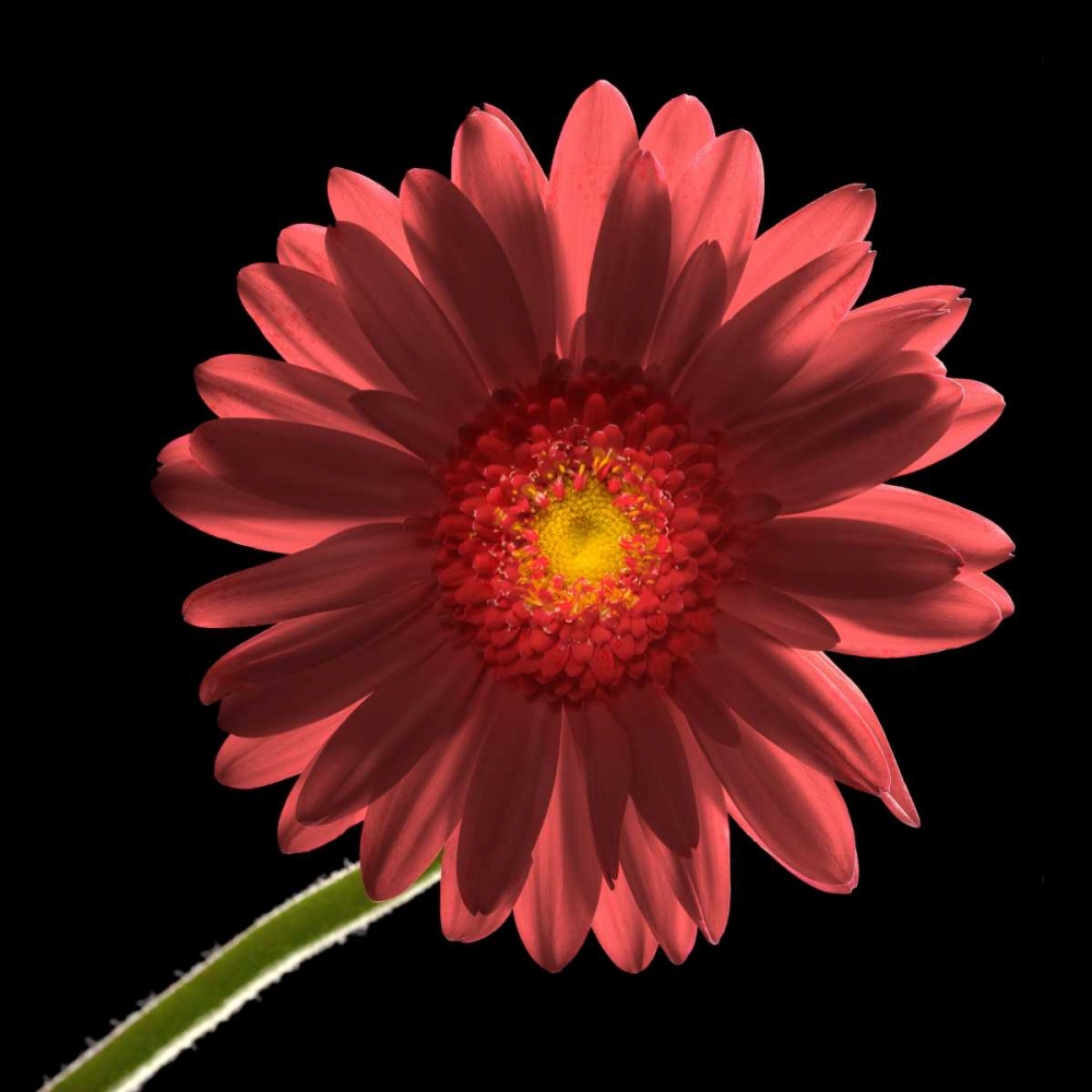 Gerber Daisy 1 art print by Barry Seidman for $57.95 CAD