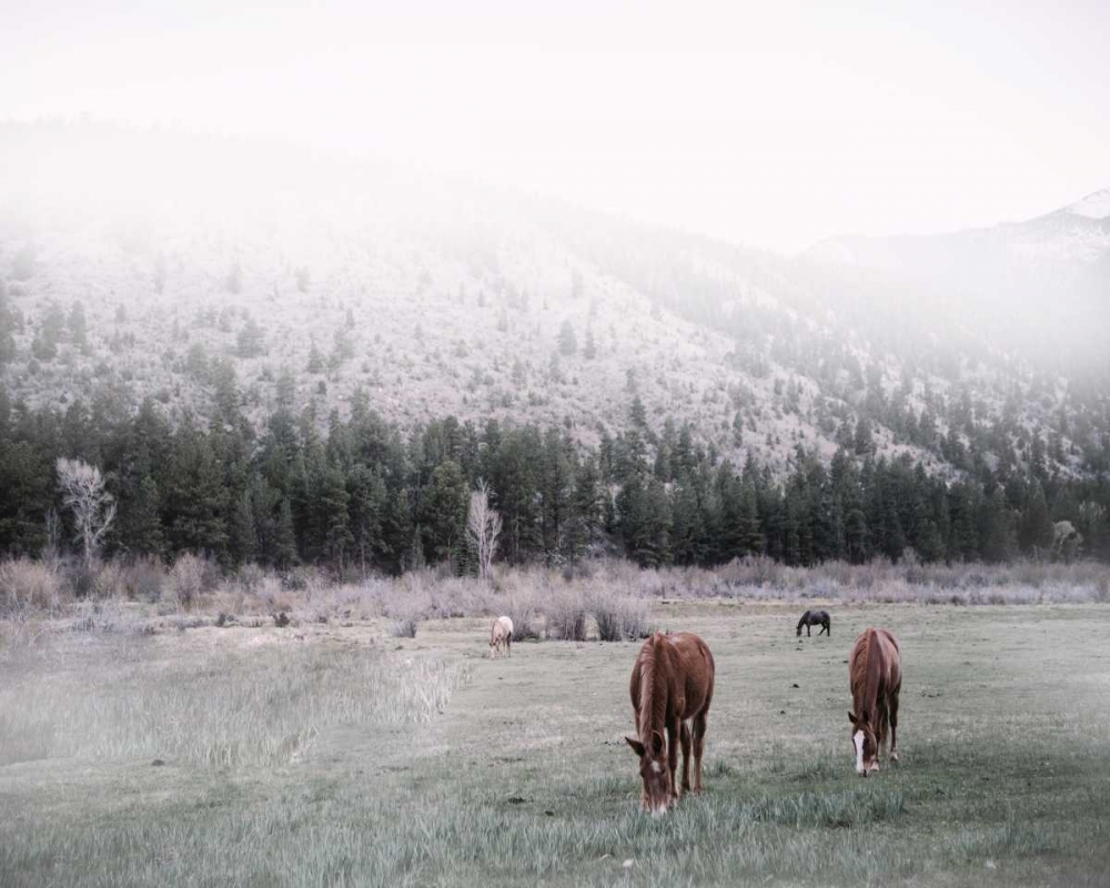 Grazing art print by Cynthia Alvarez for $57.95 CAD