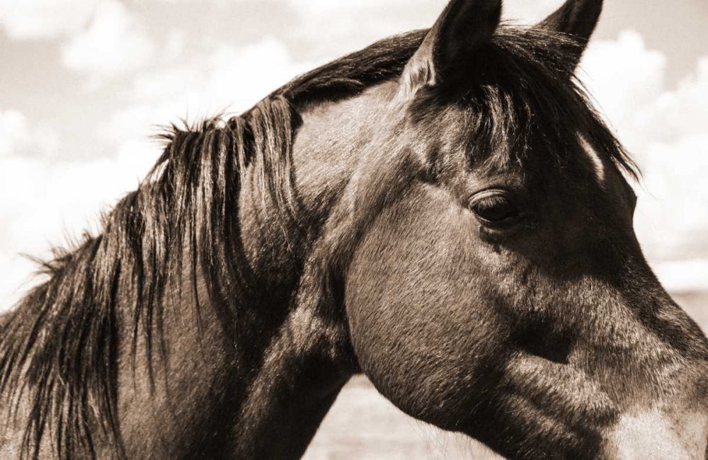 Solitary Horse art print by Cynthia Alvarez for $57.95 CAD