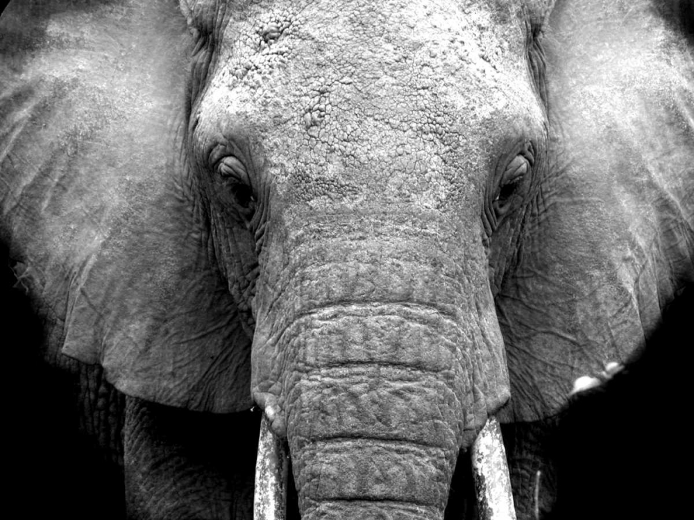 Elephant Lore art print by Cynthia Alvarez for $57.95 CAD
