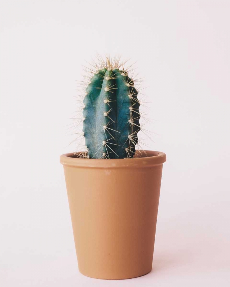 Lonely Cactus art print by Cynthia Alvarez for $57.95 CAD