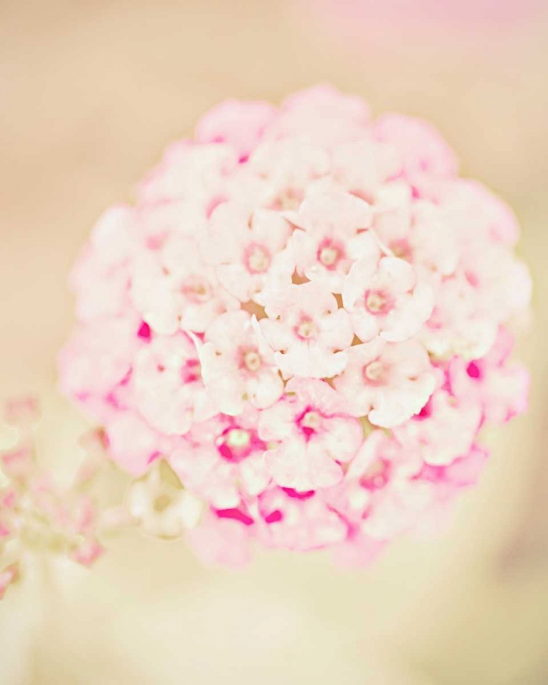 Pink Flower Ball art print by Ashley Davis for $57.95 CAD