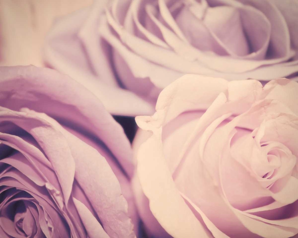 Purple vintage roses art print by Ashley Davis for $57.95 CAD