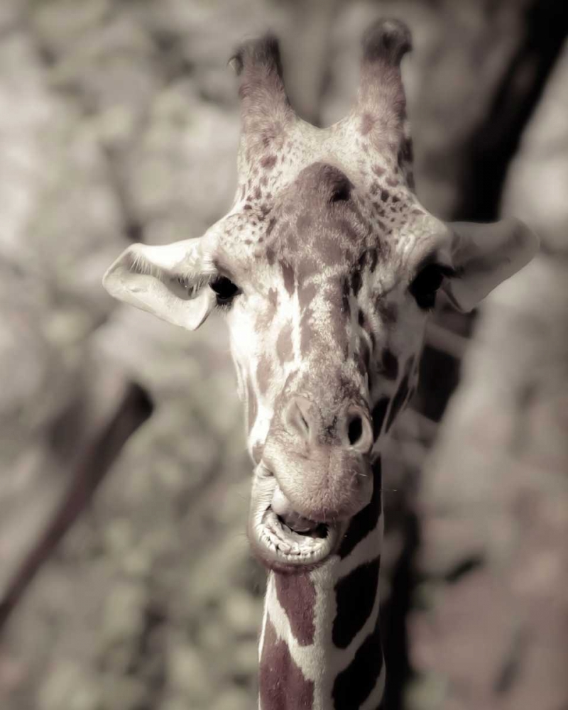 Giraffe whats up art print by Ashley Davis for $57.95 CAD