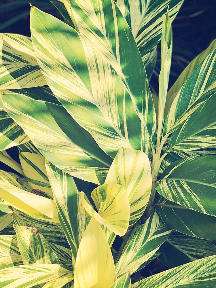 Ginger Leaves art print by Ashley Davis for $57.95 CAD