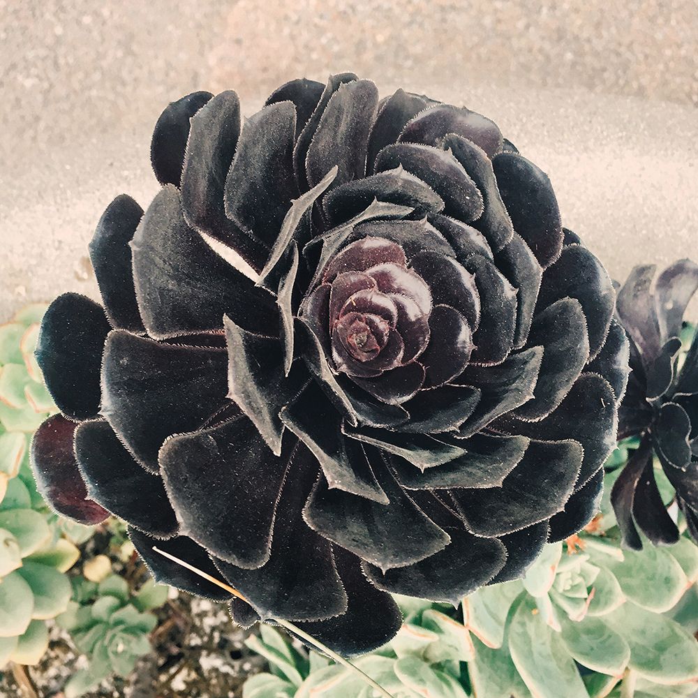 The Succulent art print by Ashley Davis for $57.95 CAD