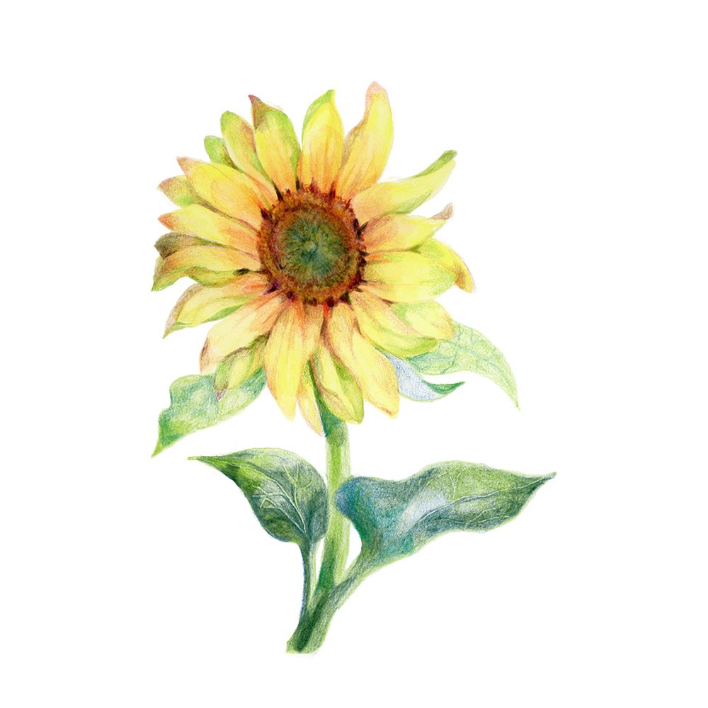 Sunflower Frolic 2 art print by Dena Ann Adams for $57.95 CAD