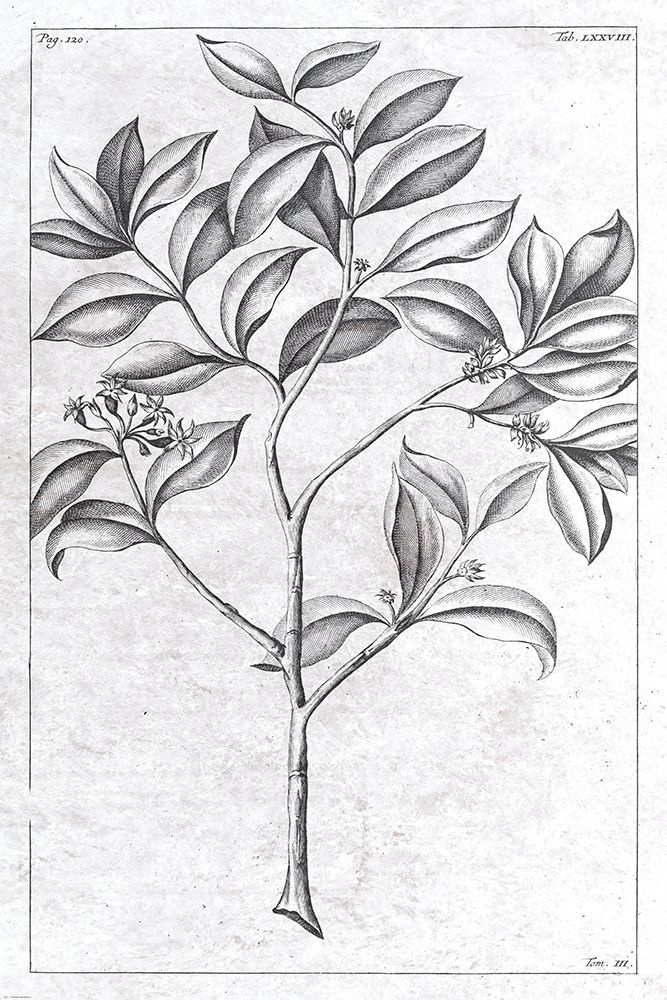 Palm 1 art print by Denise Brown for $57.95 CAD