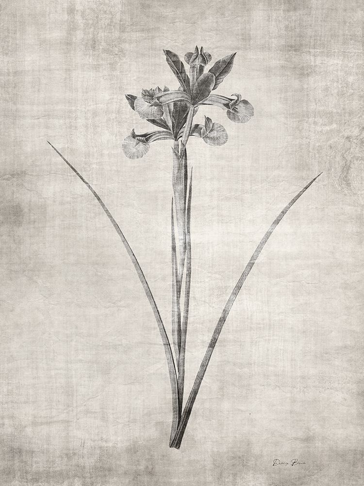 Sepia Botanical 2 art print by Denise Brown for $57.95 CAD