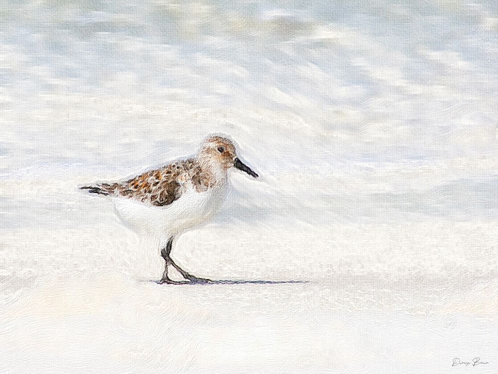 Sandpiper art print by Denise Brown for $57.95 CAD