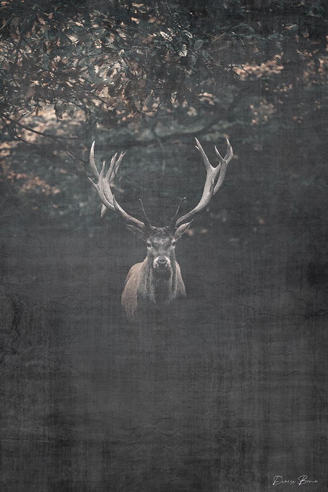 Trophy Buck art print by Denise Brown for $57.95 CAD