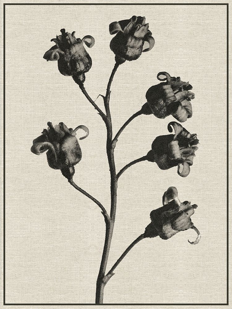 Fern Triptych 2 art print by Denise Brown for $57.95 CAD