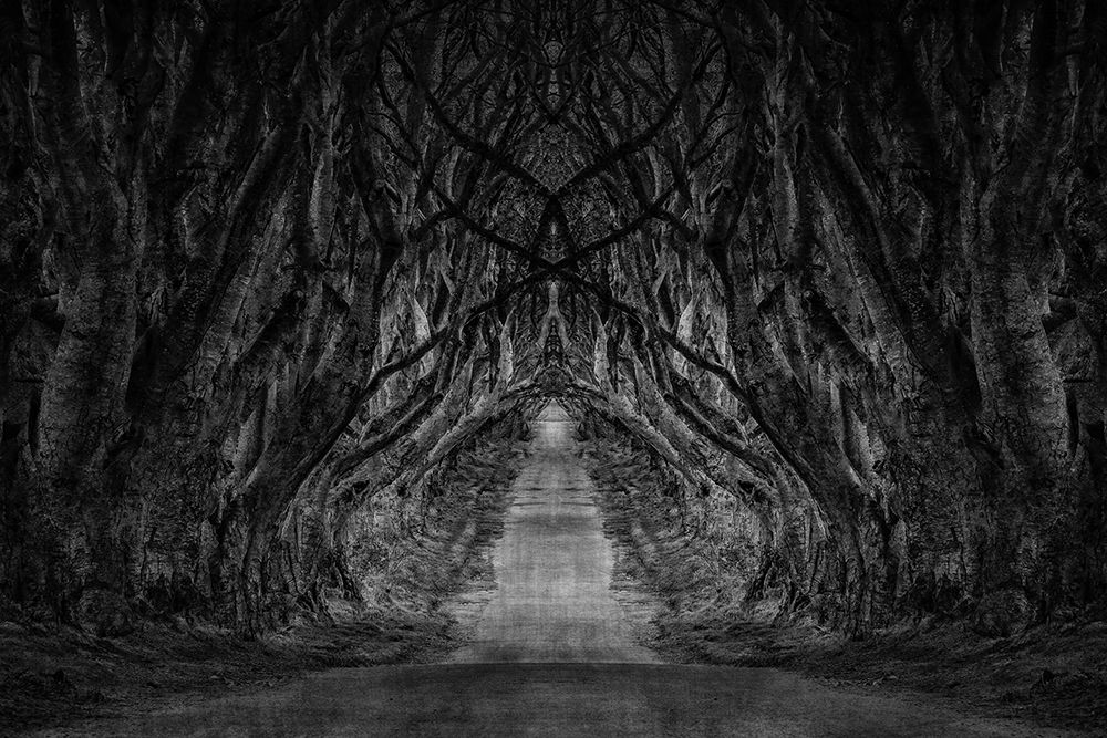 Black And White Trees art print by Denise Brown for $57.95 CAD