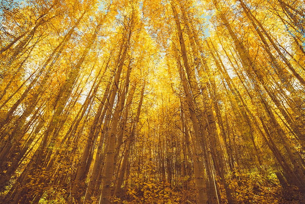 Fall Forrest art print by Denise Brown for $57.95 CAD