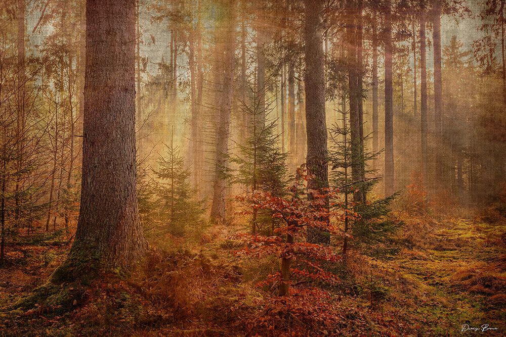 From the Heavens art print by Denise Brown for $57.95 CAD