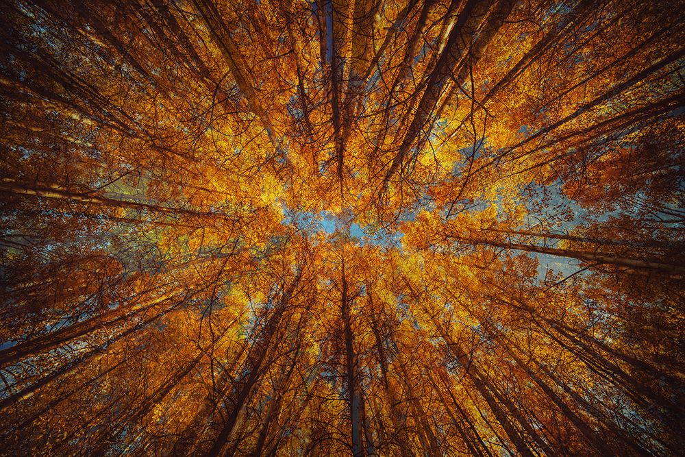 Looking Up art print by Denise Brown for $57.95 CAD