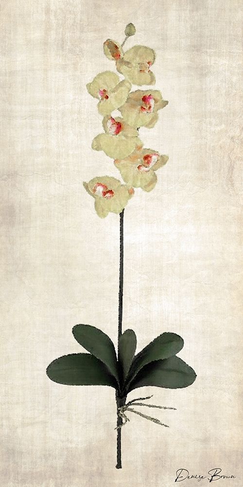 Stem 3 art print by Denise Brown for $57.95 CAD