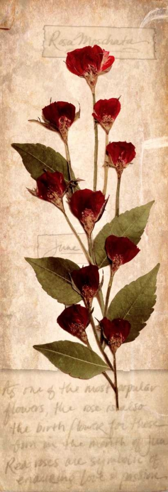 June Rose 1 art print by Diane Stimson for $57.95 CAD