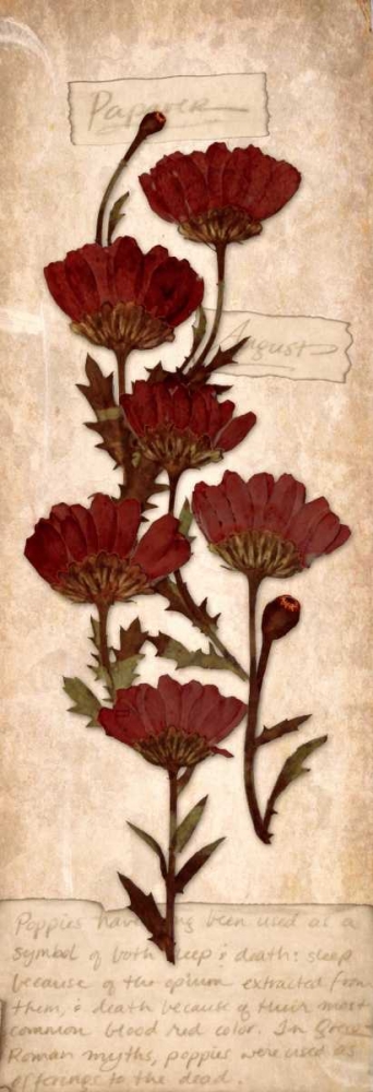 August Poppy art print by Diane Stimson for $57.95 CAD