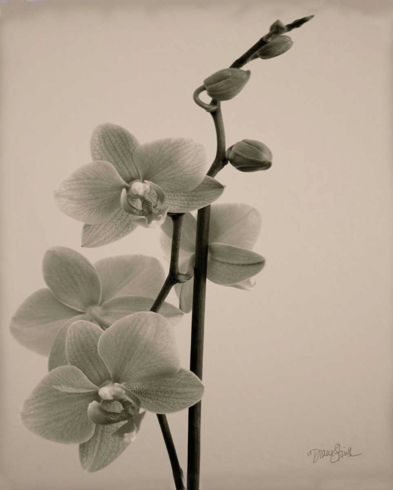 Orchid 1 art print by Diane Stimson for $57.95 CAD