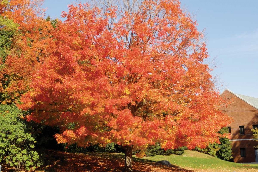 Autumnal 1 art print by Diane Stimson for $57.95 CAD