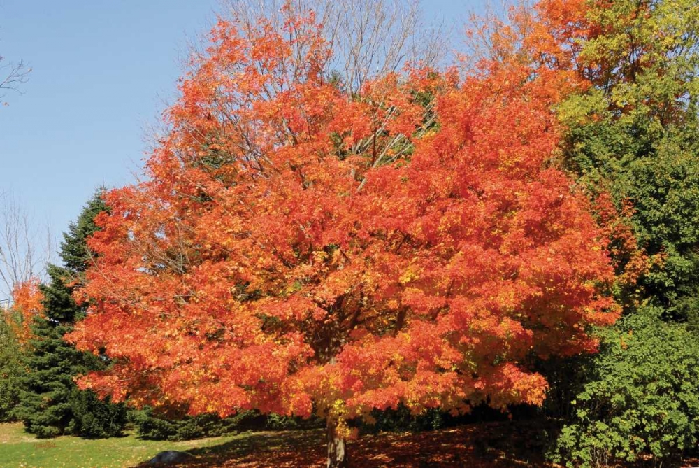 Autumnal 2 art print by Diane Stimson for $57.95 CAD