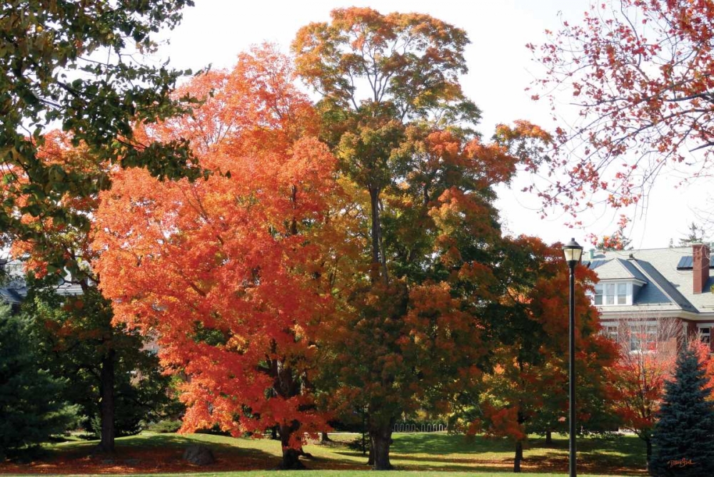 Autumnal 3 art print by Diane Stimson for $57.95 CAD