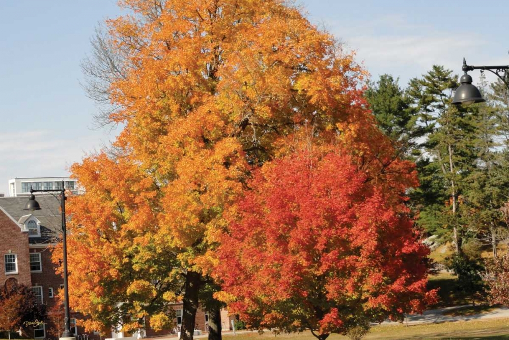 Autumnal 4 art print by Diane Stimson for $57.95 CAD