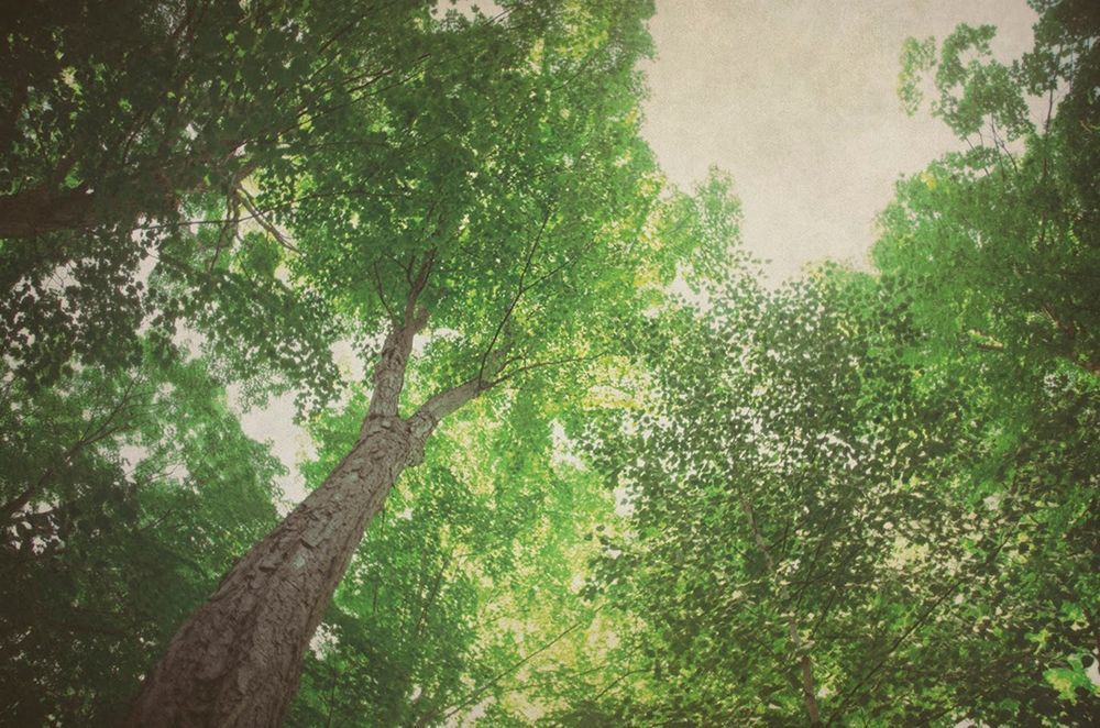 Emerald Canopy 1 art print by Elizabeth Urquhart for $57.95 CAD