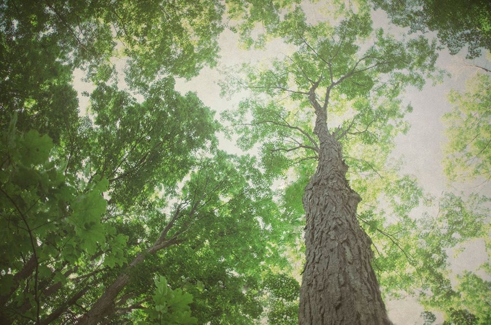 Emerald Canopy 2 art print by Elizabeth Urquhart for $57.95 CAD