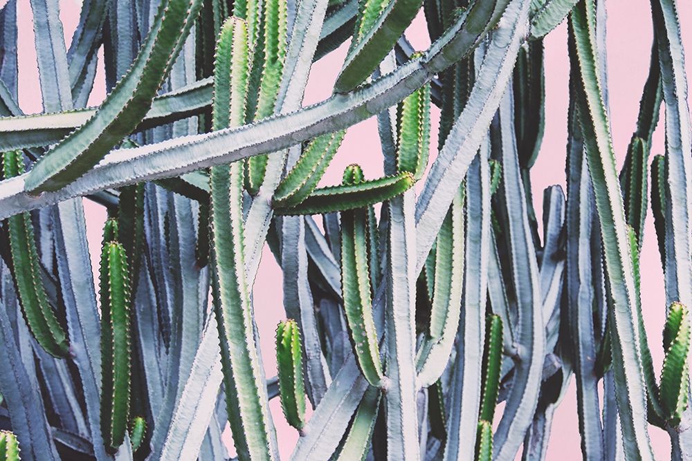 Pink Crush I art print by Elizabeth Urquhart for $57.95 CAD
