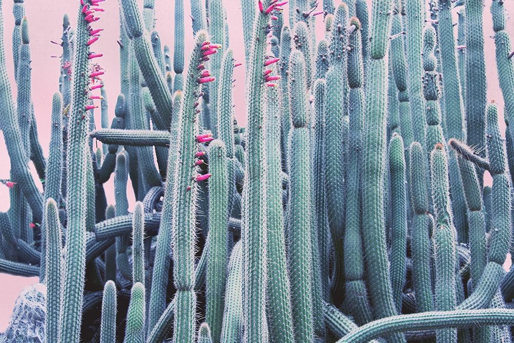 Pink Crush IV art print by Elizabeth Urquhart for $57.95 CAD