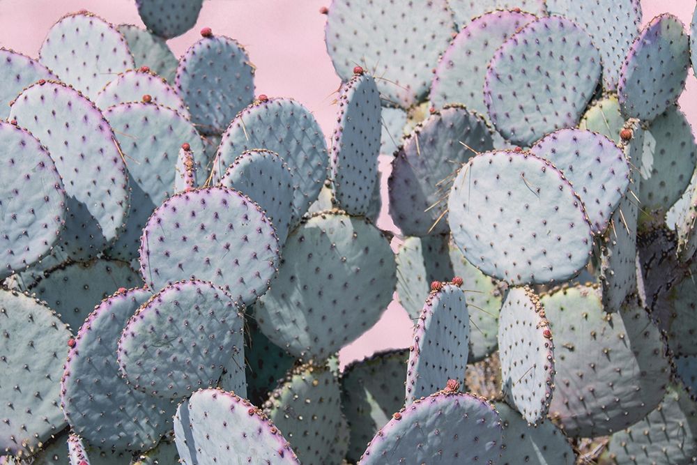 Pink Crush VIII art print by Elizabeth Urquhart for $57.95 CAD