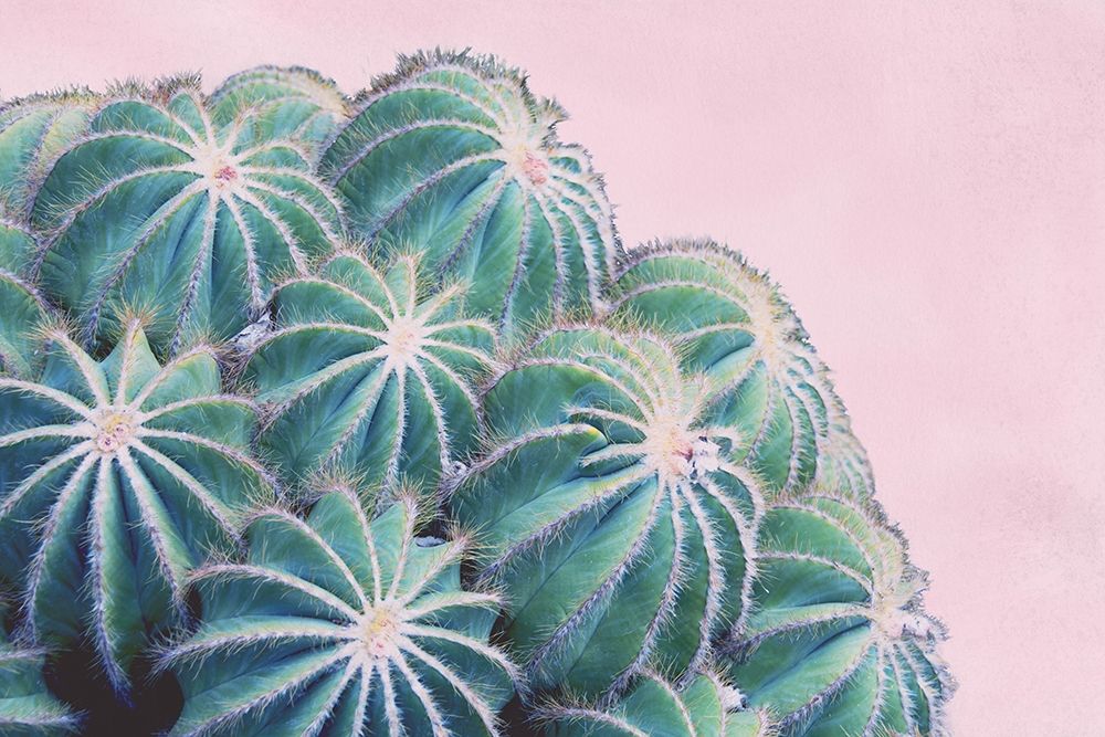 Pink Crush II art print by Elizabeth Urquhart for $57.95 CAD