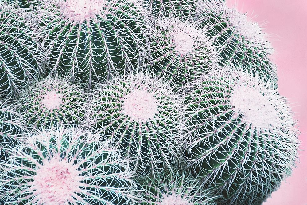 Pink Crush III art print by Elizabeth Urquhart for $57.95 CAD