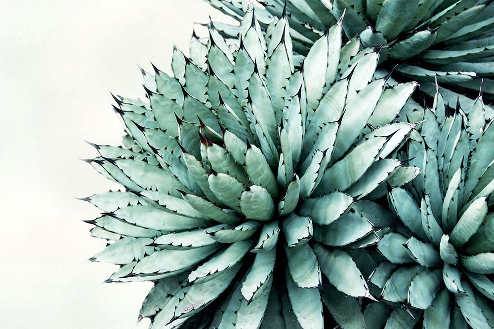 Green Crush 9 art print by Elizabeth Urquhart for $57.95 CAD