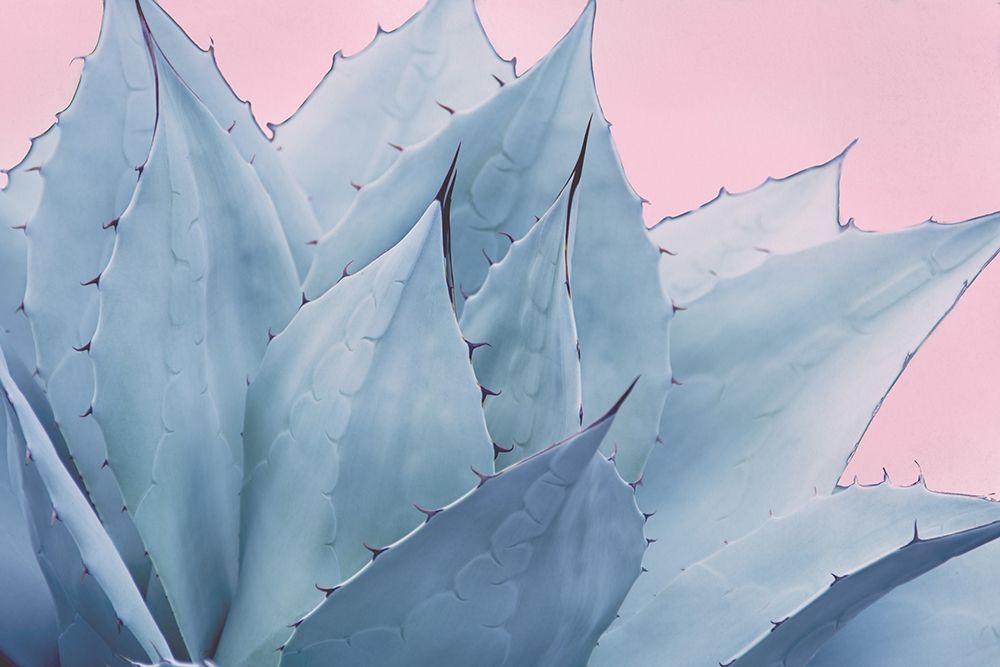 Pink Crush V art print by Elizabeth Urquhart for $57.95 CAD