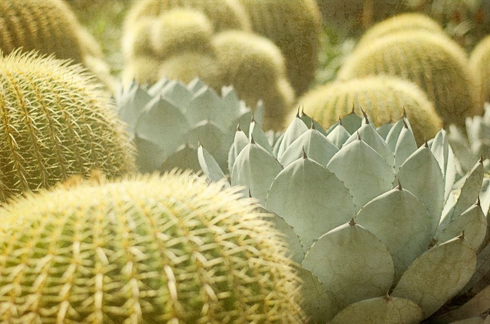Pincushions 1 art print by Elizabeth Urquhart for $57.95 CAD