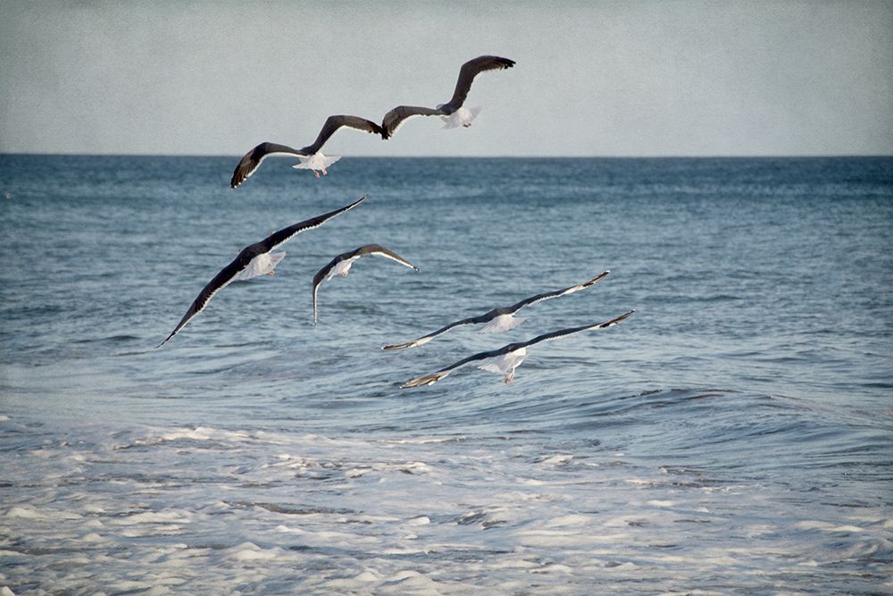 Soar III art print by Elizabeth Urquhart for $57.95 CAD